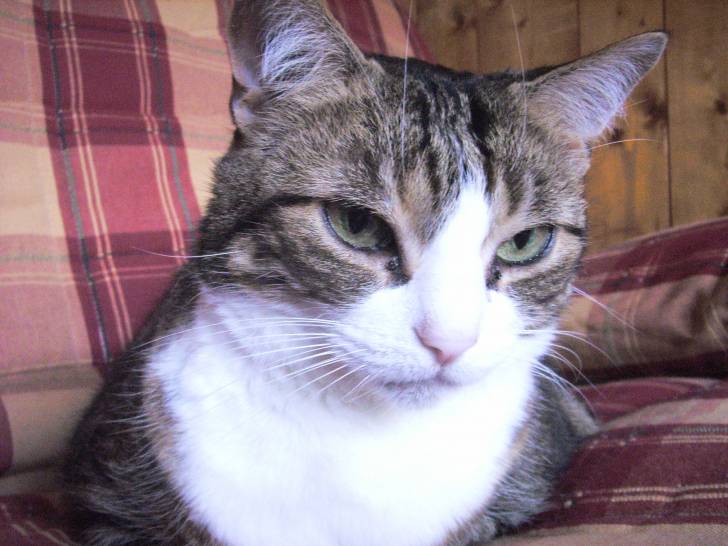 Minette - (13 ans)