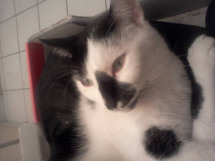 felix - Mâle (5 ans)