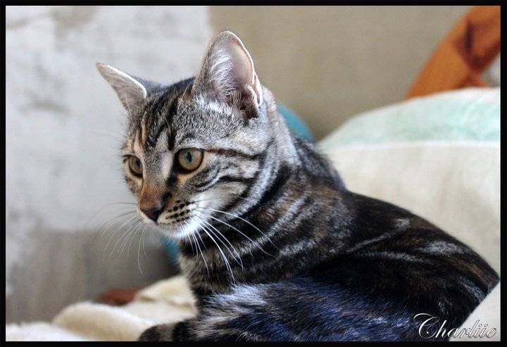 Crapule - (10 mois)