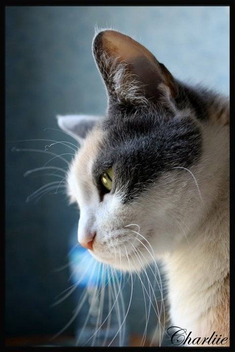 Boulette - (3 ans)