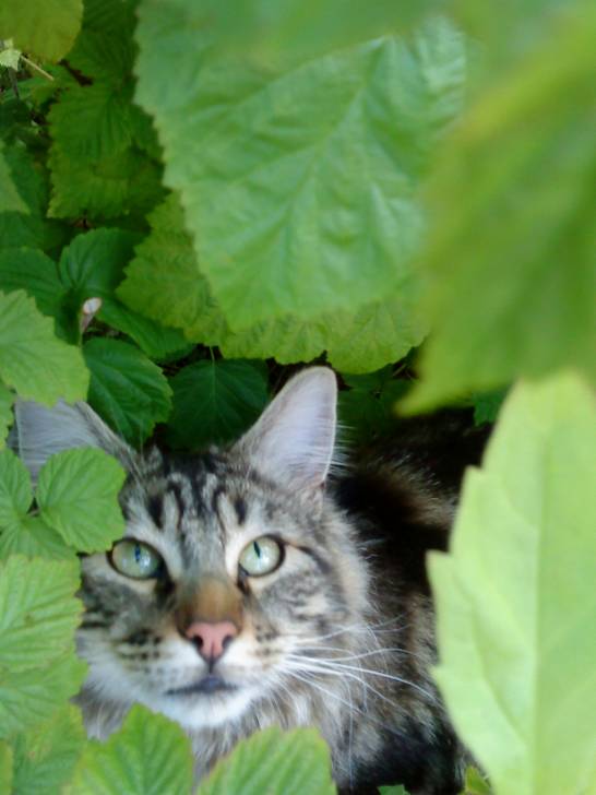Clotaire - Mâle (2 ans)