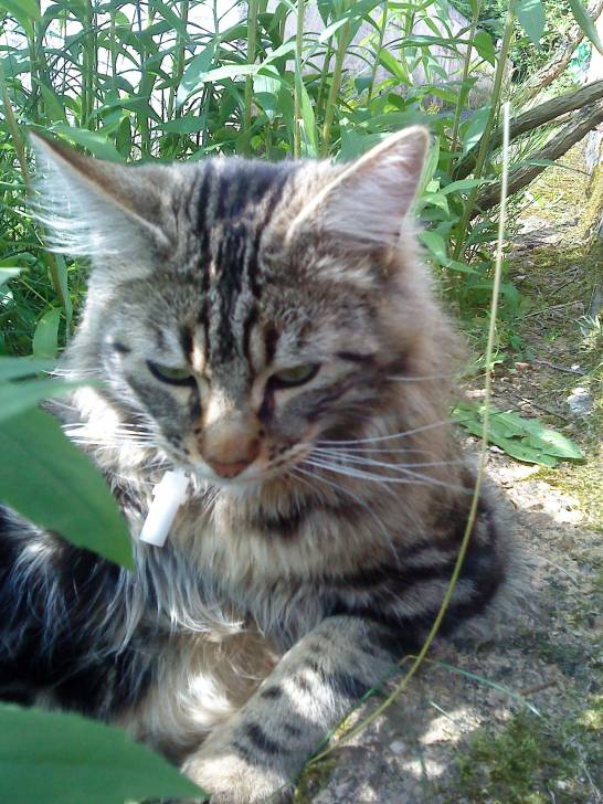 Clotaire - Mâle (2 ans)