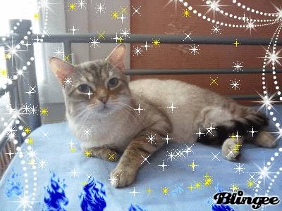 tiger - Mâle (2 ans)