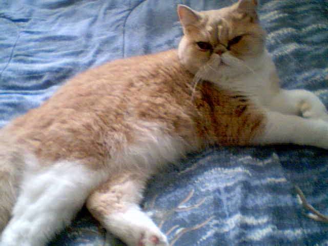 Zao - Mâle (4 ans)
