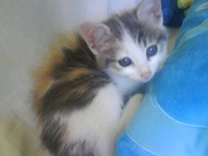 Lilo - (3 mois)