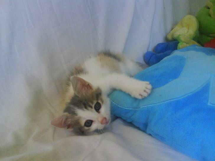 Lilo - (3 mois)