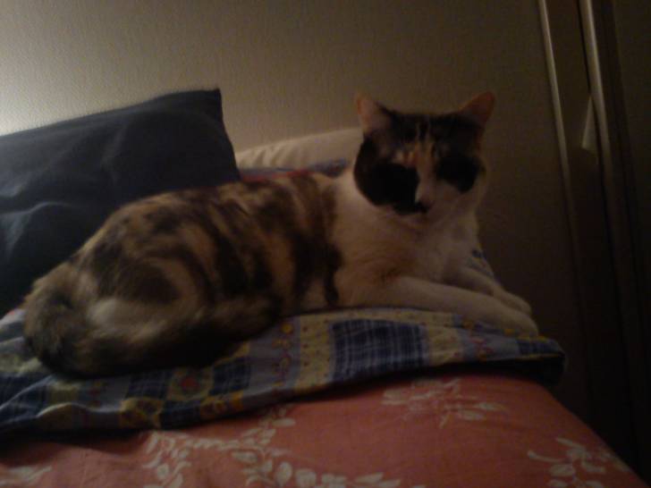 Princesse - (3 ans)