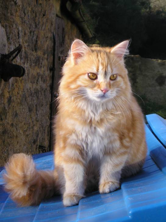 Minette - (6 ans)