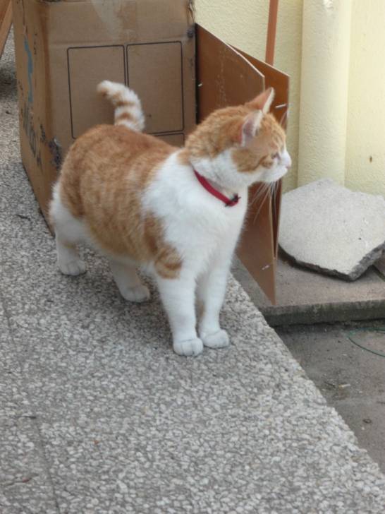 Milou - Mâle (6 ans)