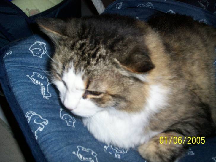 gribouille - Mâle (14 ans)