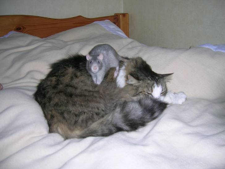 gribouille - Mâle (14 ans)
