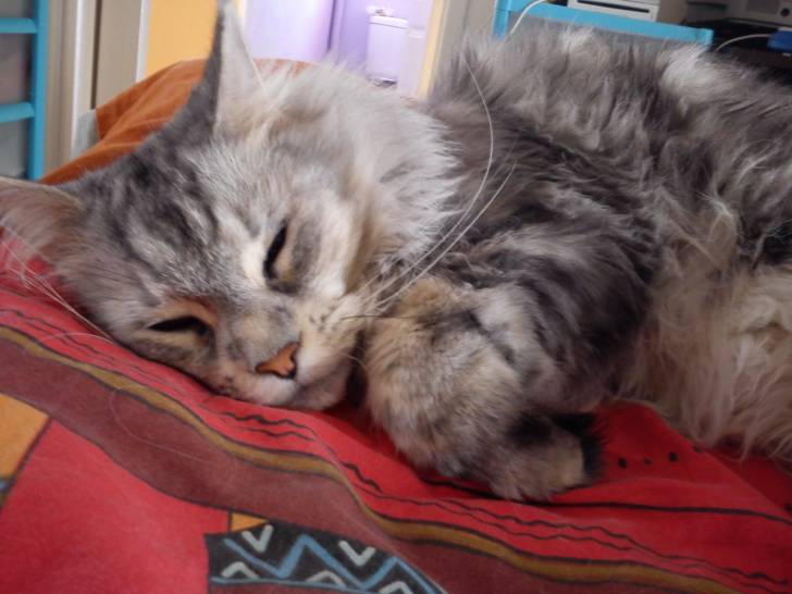 Chouchou - Mâle (3 ans)