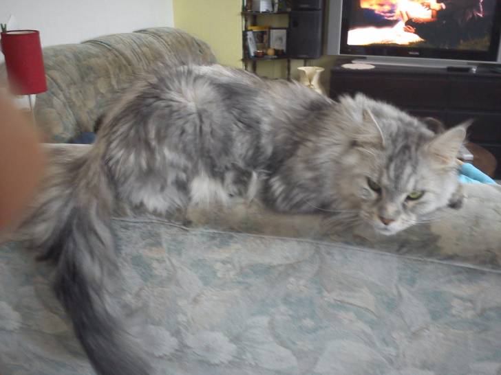 Chouchou - Mâle (3 ans)