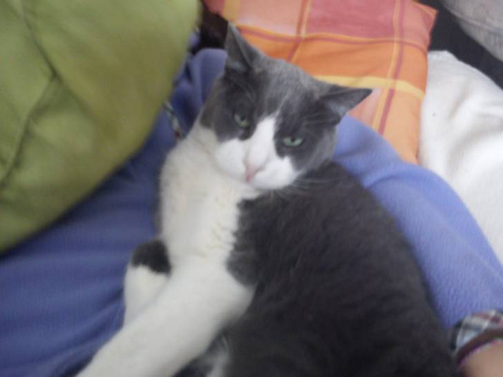 Salème - Mâle (9 ans)