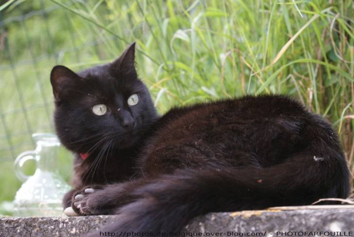 Rubie - (6 ans)