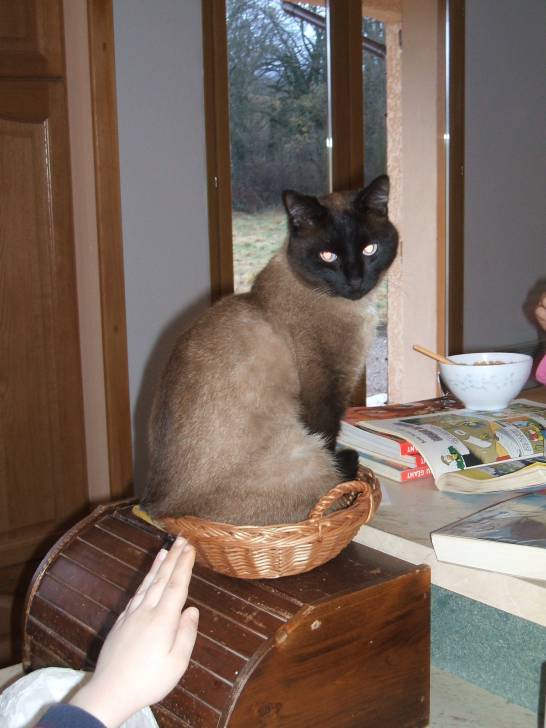 titou - Mâle (6 ans)
