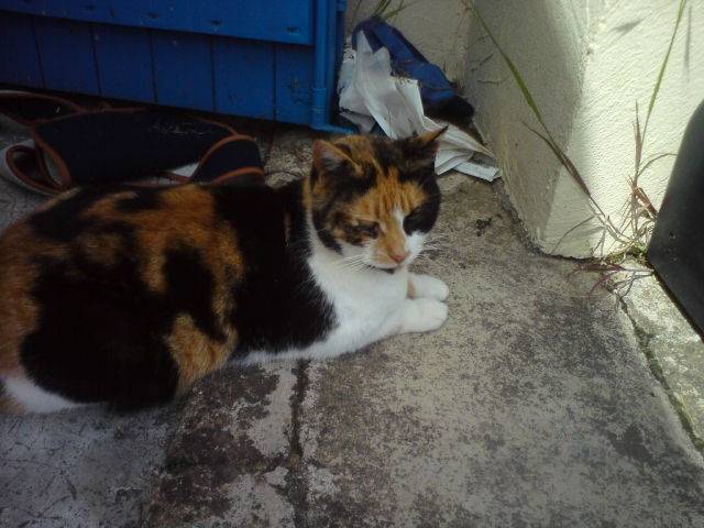 Mirabelle - (7 ans)