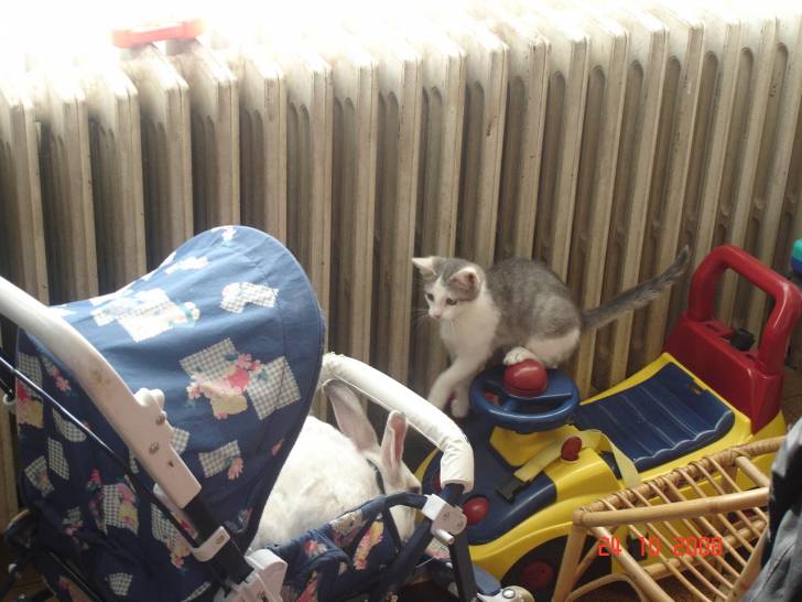 Grisette - (2 ans)