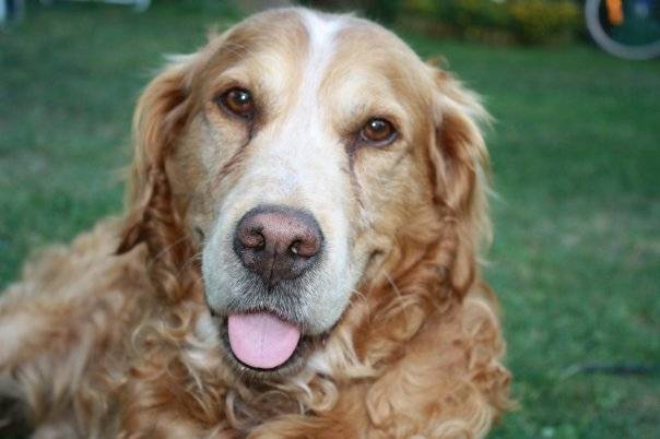 Rouky - Mâle (13 ans)