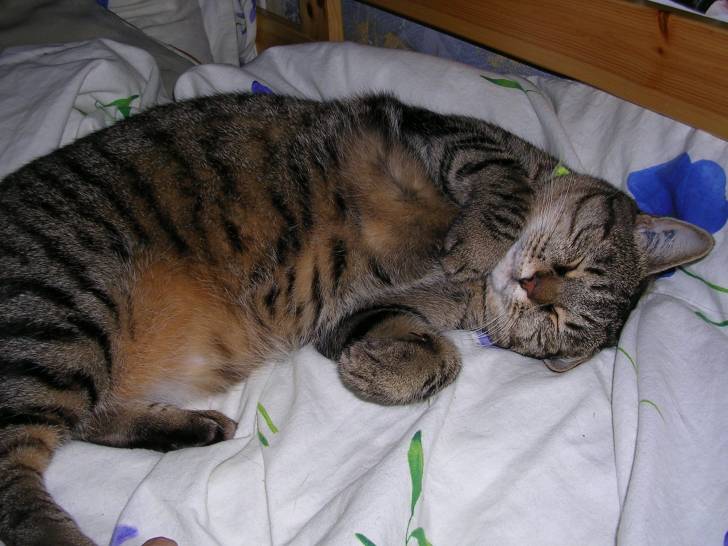 Savana - (6 ans)