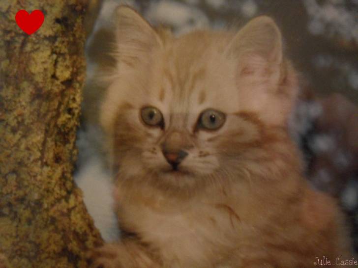 Tésia (décédé) - Mâle (3 ans)