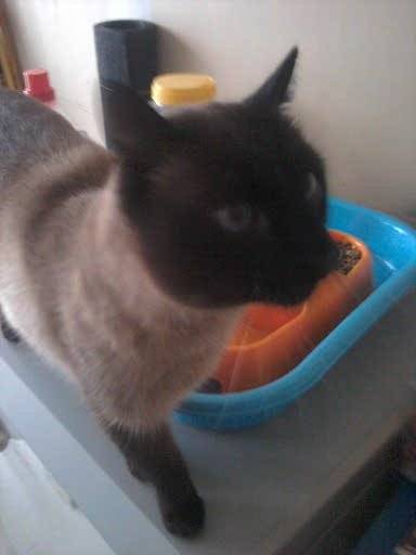 Tom - Mâle (8 ans)