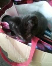 Calypso - (6 mois)