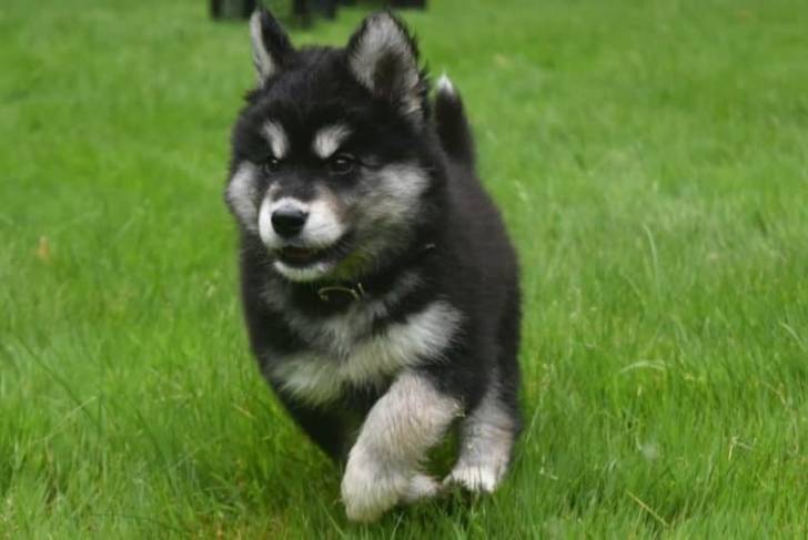 Un Alusky marchant sur un terrain herbeux et portant un collier autour du cou