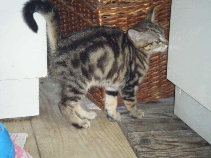 Nala - (3 mois)