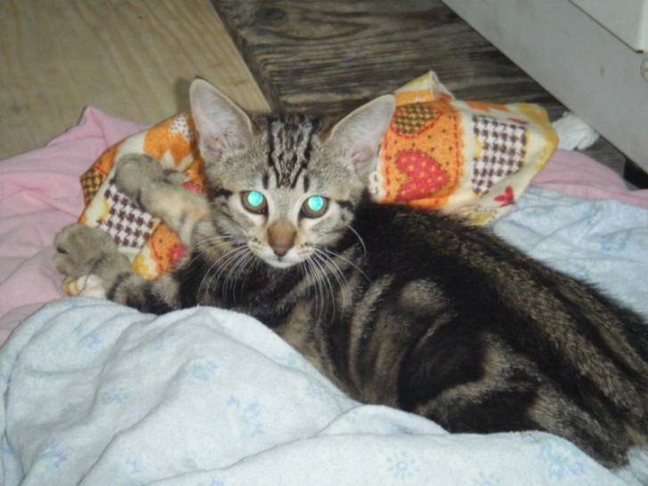 Simba - Mâle (3 mois)