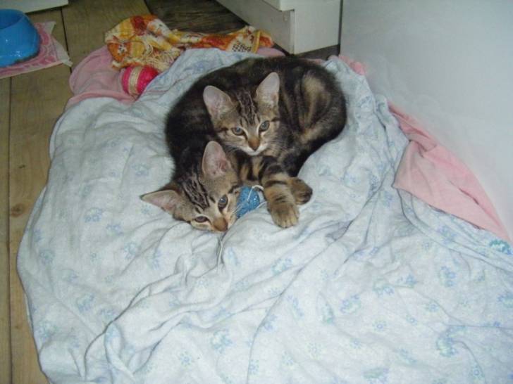 Simba et Nala - Mâle (3 mois)