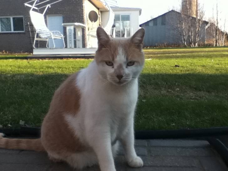 Bruno - Mâle (6 ans)