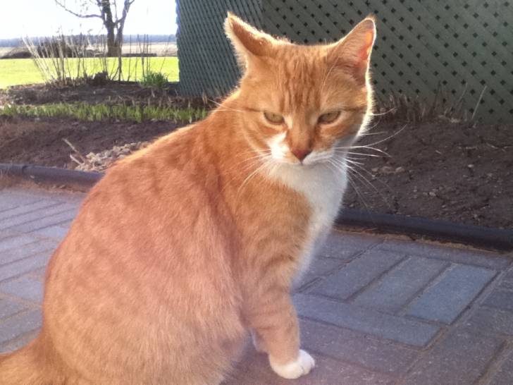 Caramelle - (6 ans)