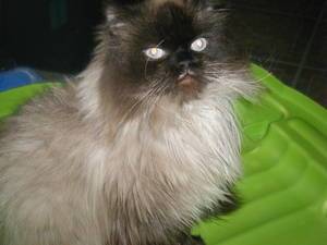 pipou - Mâle (9 ans)
