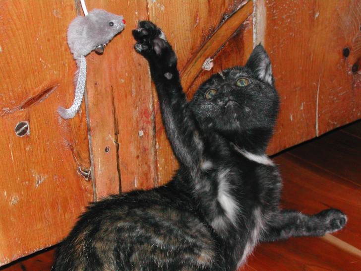 Noisette - (7 mois)