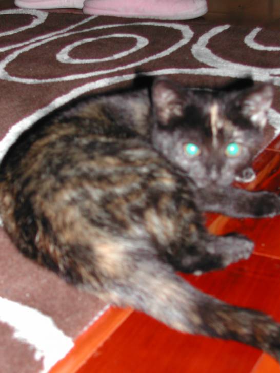 Noisette - (7 mois)