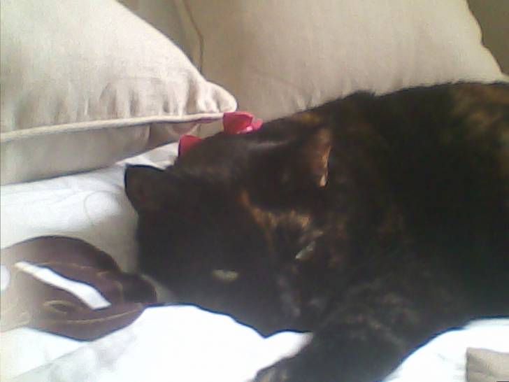 Noisette - (4 ans)