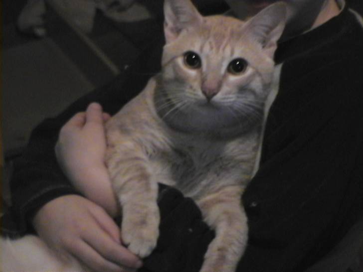 Simba - Mâle (2 ans)