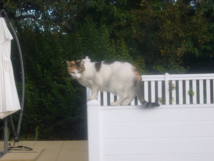 Belline - (4 ans)