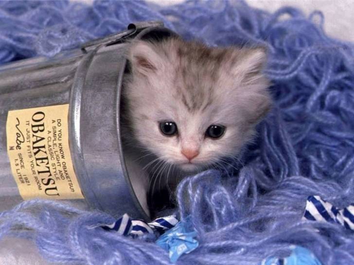 kitty - (1 mois)