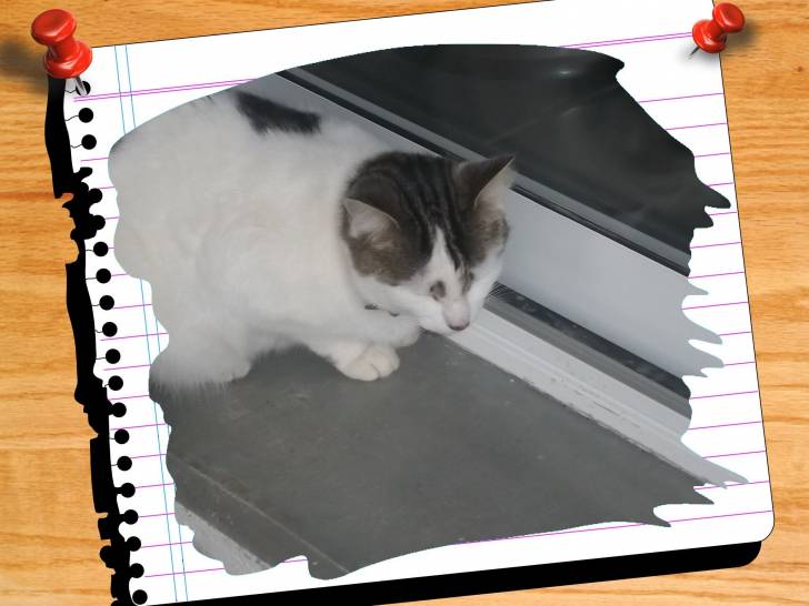 cannelle - (2 ans)
