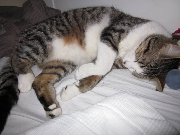 Gizmo - Mâle (11 mois)