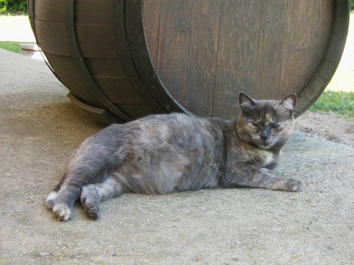 Minnie - (6 ans)