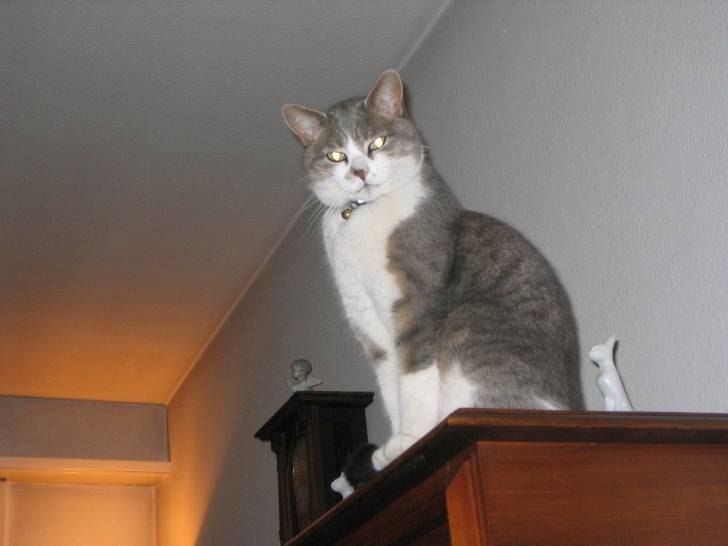 Speedy (décéder) - Mâle (5 ans)