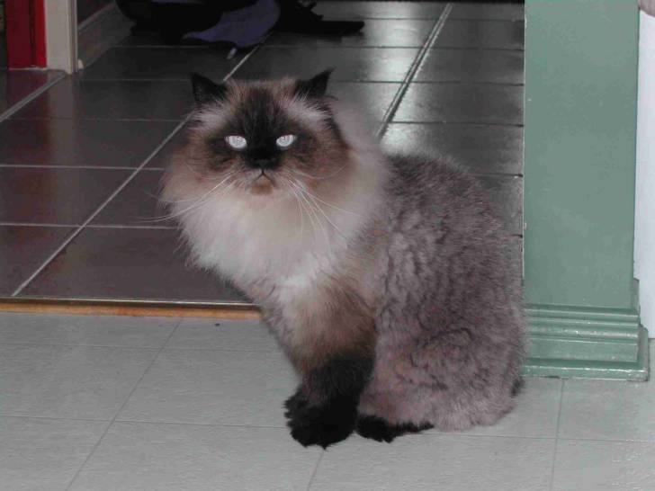 Mico - Mâle (7 ans)
