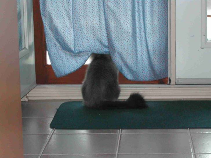 Mico - Mâle (7 ans)