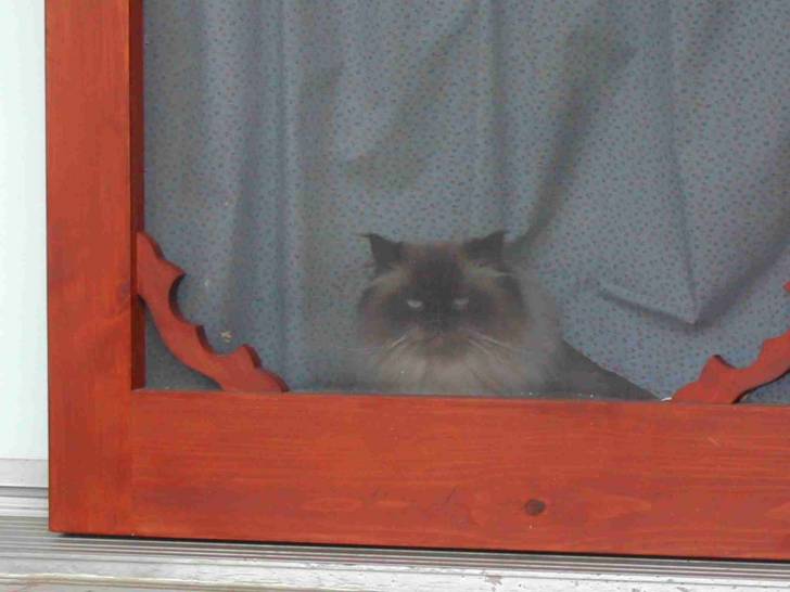 Mico - Mâle (7 ans)