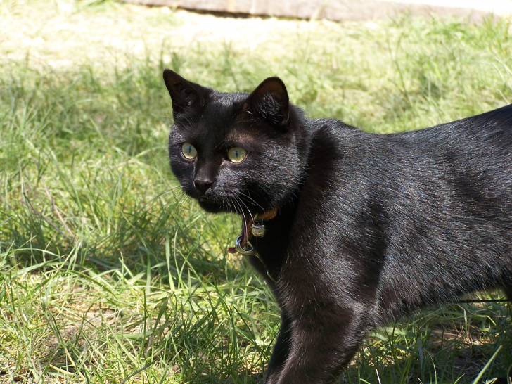 Mon chat Garfield - Mâle (3 ans)
