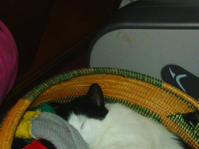 Mon chat(Titi) 2 - Mâle (1 an)