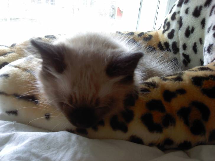 Ninette - (2 mois)